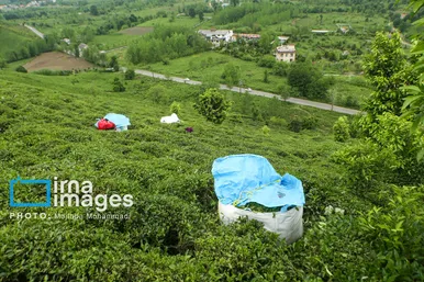 ایران زیباست | چای ایرانی