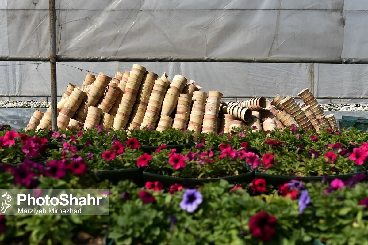 گیاهان آپارتمانی امسال در مشهد افزایش قیمت ندارد | توصیه‌هایی برای نگهداری گل و گیاه آپارتمانی