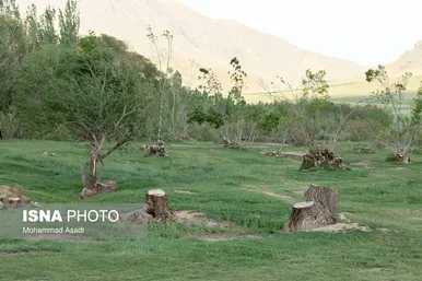 گزارش تصویری | قطع گسترده درختان روستای «اسکان» - شازند
