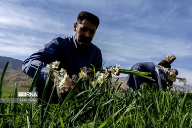 نذر گل نرگس به مقصد حرم