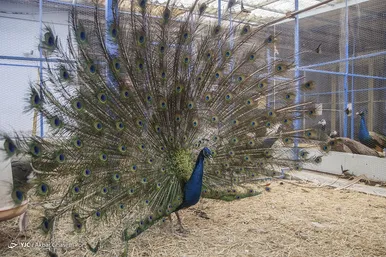 مزرعه پرورش طاووس
