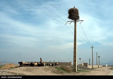 ایران زیباست | همزیستی لک لک‌ها در روستای کپر جودکی بروجرد با مردم روستا