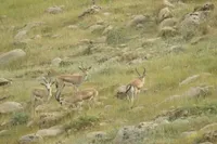 سرشماری تابستانه آهوی ایرانی در پناهگاه حیات‌وحش قراویز سرپل‌ذهاب انجام شد