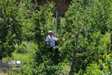 پدر، جانِ زندگی