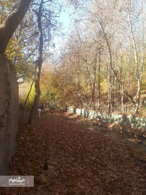 شهروند خبرنگار | خودنمایی پاییز در روستای مایان طرقبه