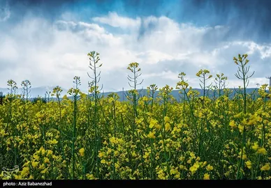 ایران زیباست | کشت کلزا در شهرستان سلسله - لرستان