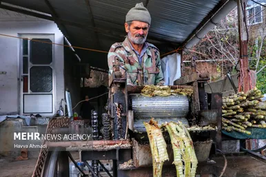 برداشت نیشکر در مازندران