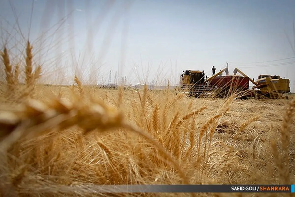 رکورد خرید گندم از کشاورزان شکسته شد