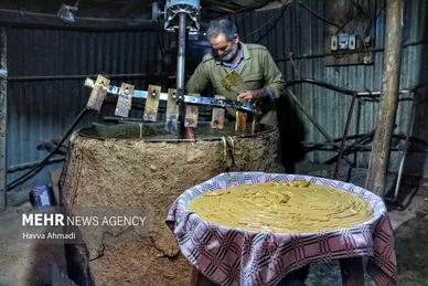 برداشت نیشکر در مازندران