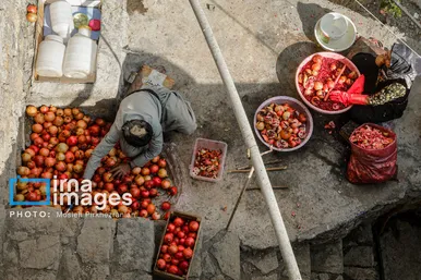 ایران زیباست | برداشت انار در «هورامان»