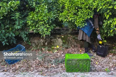 گزارش تصویری | برداشت نارنگی از باغات هاشم‌آباد گرگان