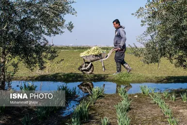 ایران زیباست | باغ گل نرگس آزادشهر - گلستان
