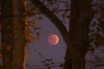 تصاویری از ماه‌گرفتگی شب گذشته (۱۷ آبان ۱۴۰۱) در سراسر دنیا | ماه خون