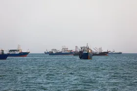 احتمال وقوع سونامی یا زلزله بزرگ با مرگ گربه&zwnj;ماهی&zwnj;&zwnj;ها در جاسک + فیلم