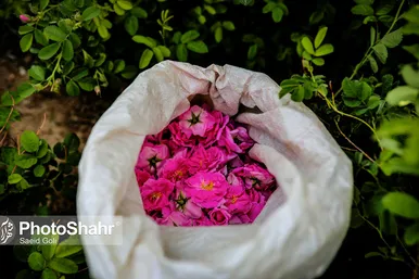 برداشت گل محمدی در روستای فرخد