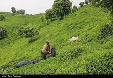ایران زیباست | برداشت چای بهاره - گیلان