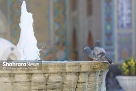 جنون یک مرغ مهاجر