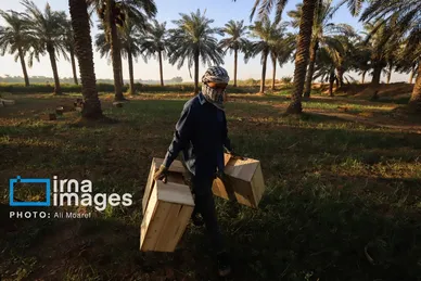 گزارش تصویری | برداشت خرما از نخلستان‌های کارون