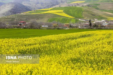 ایران زیباست | کشت کلزا در مناطق کوهستانی دودانگه - مازندران