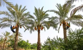 ویدئو| خرما&zwnj;چینی به روش سنتی در شهرستان دشتی