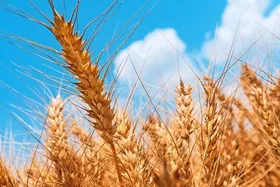 پیش&zwnj;بینی تولید بیش از ۲۹۵ هزار تن جو در خراسان رضوی