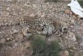 کشف لاشه یک فرد پلنگ در خراسان‌شمالی‌