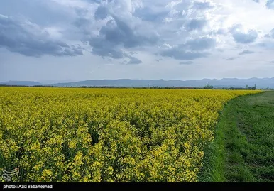 ایران زیباست | کشت کلزا در شهرستان سلسله - لرستان