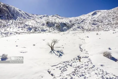 ایران زیباست | گلستان برفی