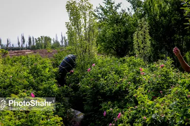 برداشت گل محمدی در روستای فرخد