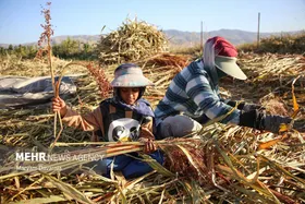 گزارش تصویری | جاروبافی در روستای ملاحسن