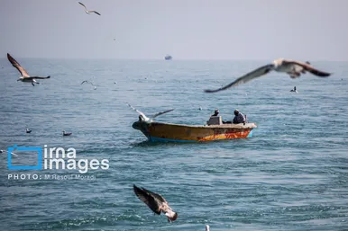 ایران زیباست | صید میگو و ماهی در خلیج فارس