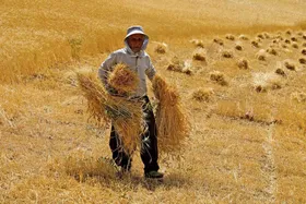 نگاهی به چالش قیمت خرید تضمینی گندم | یک قدم تا فاجعه تولید گندم