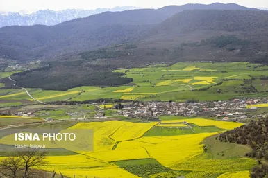 ایران زیباست | کشت کلزا در مناطق کوهستانی دودانگه - مازندران