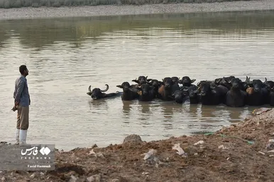 پرورش گاومیش «خوزستان»
