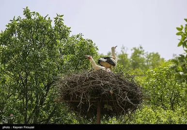 ایران زیباست | همزیستی لک‌لک‌ها و انسان در روستای دره‌تفی - مریوان