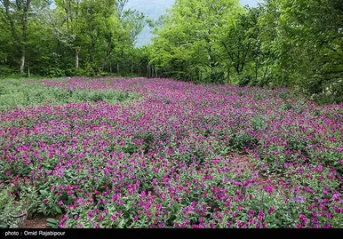 ایران زیباست | برداشت گل گاو زبان در روستای سجیران گیلان