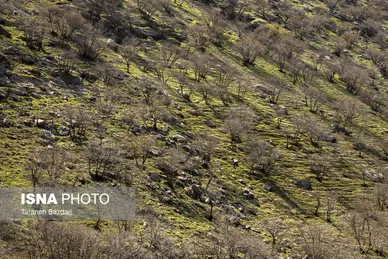 ایران زیباست | مخمل کوه در گستره زاگرس - لرستان