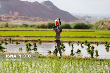 گزارش تصویری | رونق کشت برنج در حاشیه رودخانه قزل اوزن