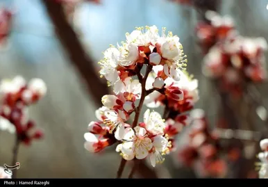 ایران زیباست | طبیعت بهاری ابهر