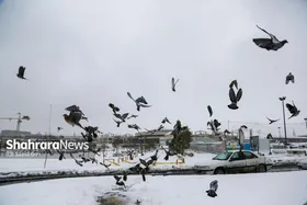 ویدئو | تصاویری از بارش زیبای برف در مشهد (یکشنبه - ۲۱ بهمن ۱۴۰۳)