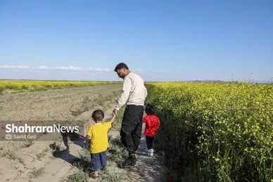 گزارش تصویری | مزارع «کلزا» در نزدیکی مشهد