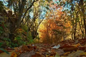 مشاهده &laquo;گربه جنگلی&raquo; در شهرستان زرندیه استان مرکزی + عکس