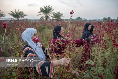 ایران زیباست | برداشت چای ترش