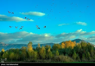ایران زیباست | پرواز کبوترها در روزهای پاییزی