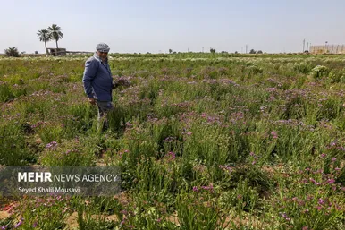 ایران زیباست | برداشت گل در حمیدیه خوزستان