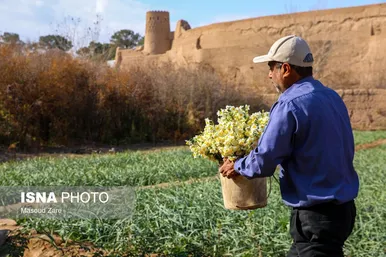 ایران زیباست |  کاشت گل نرگس در یزد