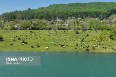 گزارش تصویری | طبیعت بهاری دریاچه لفور - مازندران