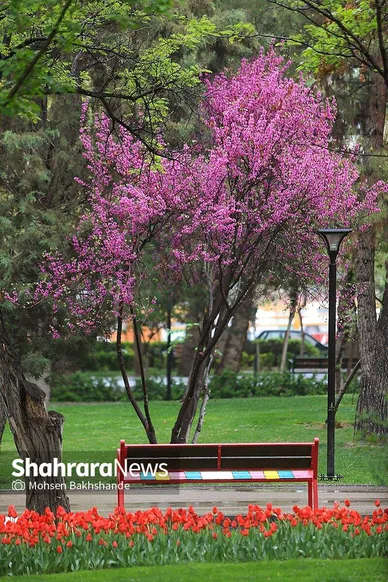 گزارش تصویری | جشنواره گل‌های لاله در مشهد