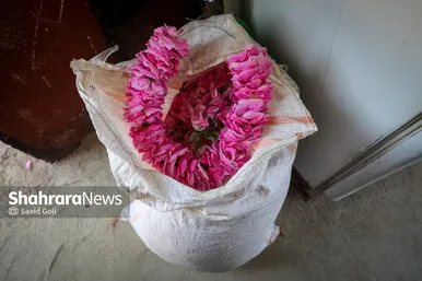 گزارش تصویری | برداشت گل محمدی در روستای فرخد
