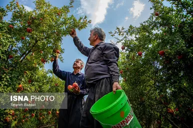 ایران زیباست | برداشت انار در لرستان
